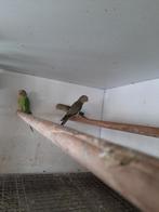 Te koop, Dieren en Toebehoren, Vogels | Parkieten en Papegaaien