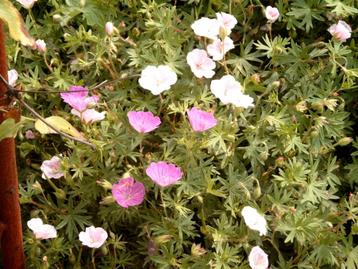 Geranium sanguineum 'Striatum', 'Max Frei' en andere