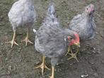 leghorn haan blauw 3 mnd oud, Dieren en Toebehoren, Kip