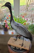 opgezette dieren en vogels - taxidermie nieuw, Ophalen, Nieuw, Boerderijdier, Opgezet dier