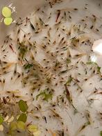 250 Mix neocaridina garnalen, Animaux & Accessoires, Poissons | Poissons d'aquarium, Homard, Crabe ou Crevette, Poisson d'eau douce