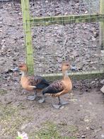 Koppel boomeenden fluiteenden, Dieren en Toebehoren, Meerdere dieren, Eend