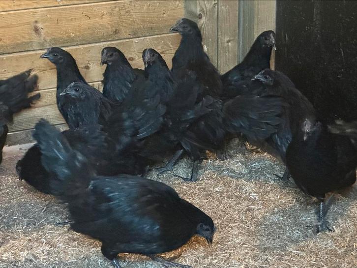 Ayan cemani, Dieren en Toebehoren, Pluimvee