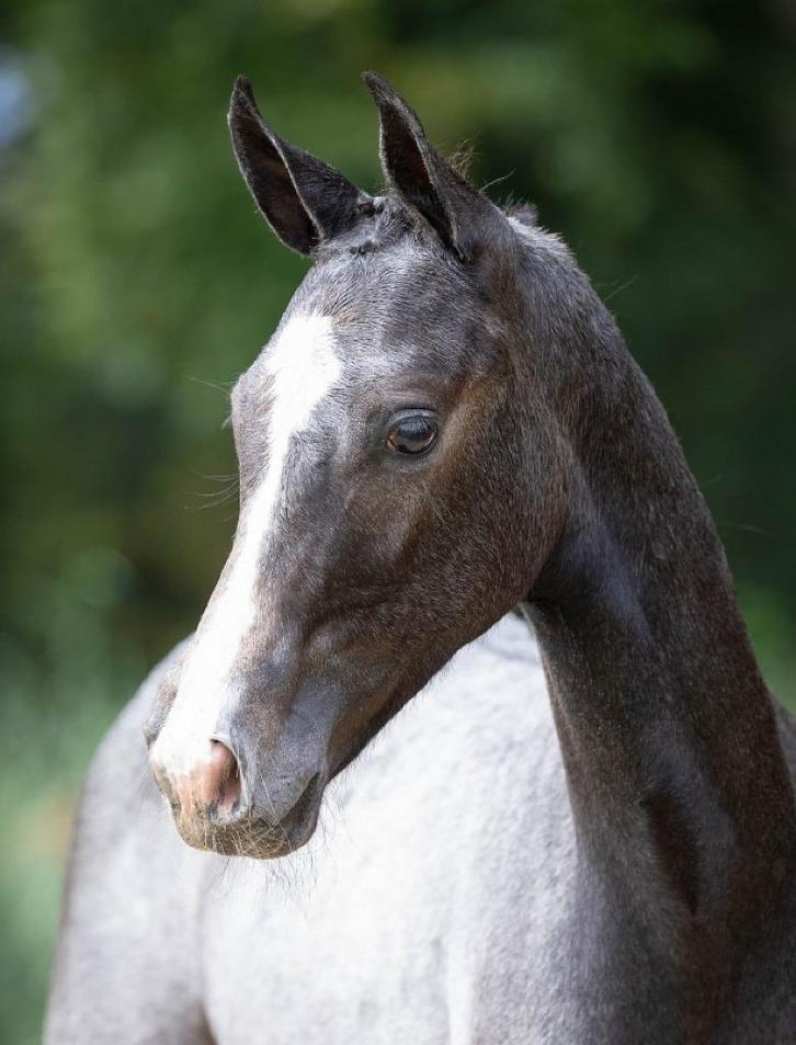 Stallion by Catoki x Cornet Obolensky x Emerald, Dieren en Toebehoren, Paarden, Hengst, Niet van toepassing, 0 tot 2 jaar, Springpaard