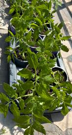 Tomaten plantjes, Tuin en Terras, Planten | Tuinplanten, Ophalen, Groenteplanten