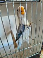 Fischeri opaline Eeuwing bleu rouge, Bagué