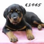 Rottweiler (teefjes) pups te koop, Dieren en Toebehoren, Honden | Bulldogs, Pinschers en Molossers, 15 weken tot 1 jaar, Handelaar