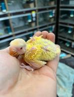Baby agaporniden voor handtam, Dieren en Toebehoren, Geslacht onbekend, Dwergpapegaai of Agapornis, Geringd