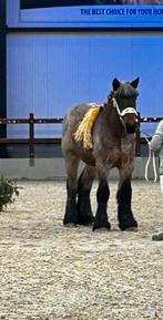 Belgische lijn, Dieren en Toebehoren, Paarden, Hengst, L