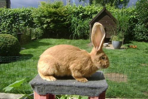 2 Vrouwelijke Vlaamse reuzen, Dieren en Toebehoren, Konijnen, Groot, Vrouwelijk