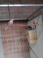 roze bourkes, Dieren en Toebehoren, Vogels | Parkieten en Papegaaien