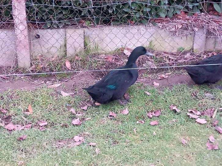 Eenden, Dieren en Toebehoren, Pluimvee, Eend