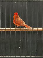 Vogels te koop