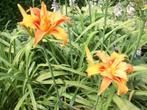 Hemerocallis' Fulva Kwanso Plena' en andere, Volle zon, Vaste plant, Zomer, Ophalen