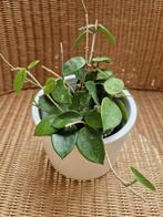 hoya chouke, Ophalen of Verzenden