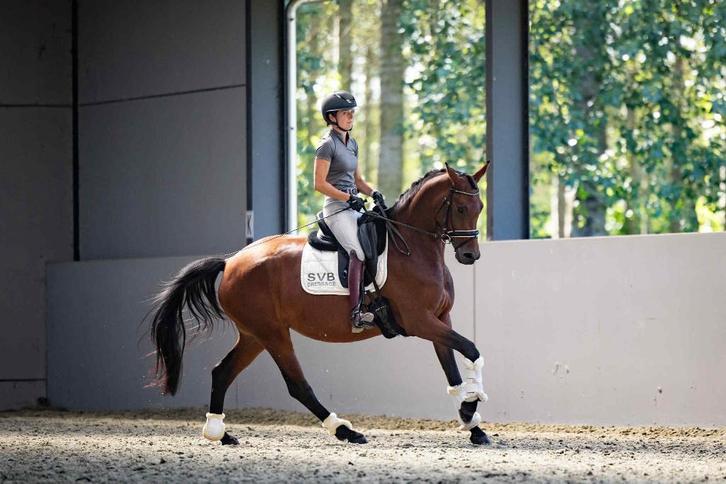 4,5-jarige merrie v. Ferdeaux, Dieren en Toebehoren, Paarden, Merrie, M, 160 tot 165 cm, 3 tot 6 jaar, Dressuurpaard, Met stamboom