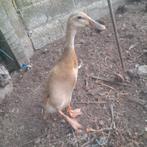 Indische loopeend, Dieren en Toebehoren, Pluimvee, Eend