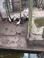 LOOPEENDEN, Dieren en Toebehoren, Pluimvee