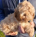 Dwergpoedelpups abricoos, Poedel, België, Reu, CDV (hondenziekte)