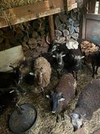 Moutons soay, Dieren en Toebehoren, Schaap
