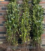 Ligustrum ovalifolium aan promoprijzen!, Enlèvement