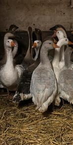 Ganzen te koop, Dieren en Toebehoren