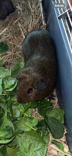 Gladhaar cavia zeugje, Dieren en Toebehoren, Knaagdieren, Vrouwelijk, Cavia