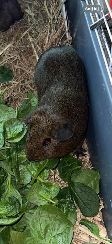 Gladhaar cavia zeugje  beschikbaar voor biedingen