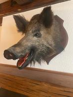 Everzwijn kop, Ophalen