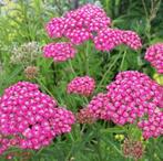 Achillea 'Cerise queen', Enlèvement, Plante fixe, Plein soleil