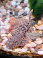 Zeilvin plecostomus, Dieren en Toebehoren, Vissen | Aquariumvissen, Vis, Zoetwatervis