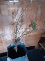 Framboos, Tuin en Terras, Ophalen, In pot