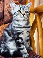 FREE British Shorthair Cat (1 year old), Dieren en Toebehoren, Katten en Kittens | Raskatten | Korthaar, 0 tot 2 jaar, Gechipt