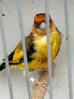 Distelvink, Mannelijk, Wildzangvogel, Geringd