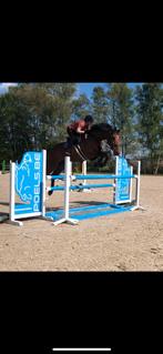 Springpaard te koop, Springpaard, Gechipt, Ruin, M