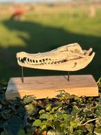 Taxidermie schedel krokodil met cites op statief, Antiek en Kunst, Ophalen of Verzenden