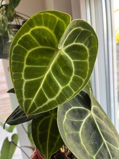 Anthurium Clarinervium, Huis en Inrichting, Kamerplanten, Ophalen of Verzenden