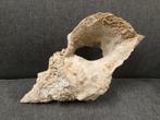 Gefossiliseerde hornschelp, Verzamelen, Mineralen en Fossielen, Ophalen of Verzenden, Schelp(en)