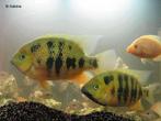 Koppel bocourti, Dieren en Toebehoren, Vissen | Aquariumvissen
