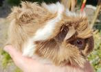 Cavia zeugjes, Dieren en Toebehoren, Knaagdieren, Juni, Cavia