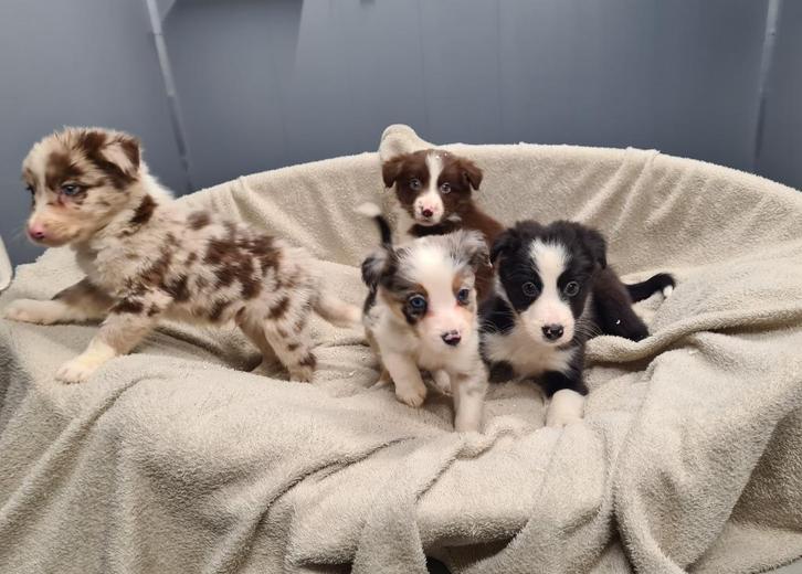 border collie pups, Dieren en Toebehoren, Honden | Herdershonden en Veedrijvers, Meerdere dieren, Collie, Fokker | Professioneel