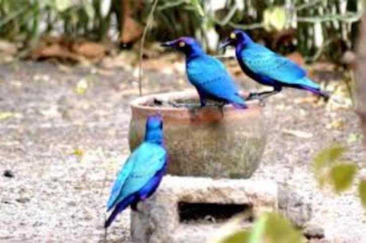 PURPER GLANSSPREEUW, Dieren en Toebehoren, Vogels | Overige Vogels, Tropenvogel, Meerdere dieren, Tam, Geringd