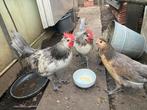 2 jonge haantjes ras Brabanconne , oud Belgisch legkip ras., Dieren en Toebehoren, Mannelijk, Kip