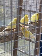 Kanaries, Dieren en Toebehoren, Vogels | Kanaries, Mannelijk, Zangkanarie