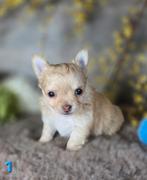 Chihuahua pups langhaar Chi pup, Dieren en Toebehoren, Honden | Chihuahua's en Gezelschapshonden, België, Fokker | Hobbymatig