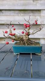 Bonsai appel, Tuin en Terras, Ophalen of Verzenden