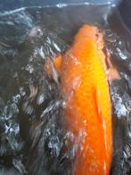 japanse koi. oranje. 65 cm, Dieren en Toebehoren, Karper of Koi