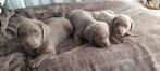 Zilveren Labrador pups, Dieren en Toebehoren, Honden | Retrievers, Spaniëls en Waterhonden, Meerdere, 8 tot 15 weken, Meerdere dieren