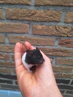 2 jonge goudhamstertjes, handtam, Juni, Hamster