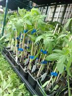 Middentomaat Pyros F1 tomatenplanten, Halfschaduw, Lente, Ophalen, Groenteplanten